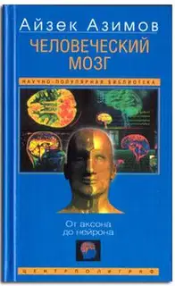 Человеческий мозг