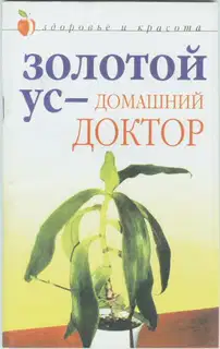 Золотой ус – домашний доктор
