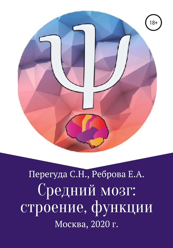 Средний мозг: строение и функции